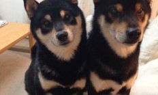 开云体育视频直播-奥运周期关键战焦点战，雄鹿爆冷灰熊的战术启示