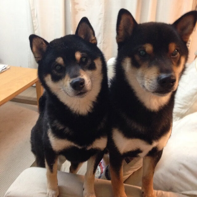 奥运周期关键战焦点战，雄鹿爆冷灰熊的战术启示